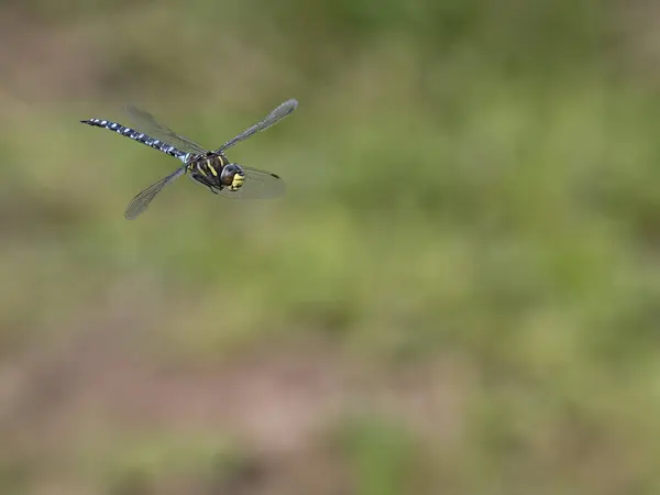 Gemeiner Habicht Aeshna Juncea Einzelnes Insekt Flug Warwickshire August 2023 — Stockfoto