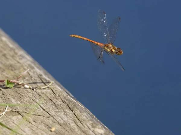 Darter Sympetrum Striolatum Einzelnes Männliches Insekt Flug Warwickshire August 2023 — Stockfoto
