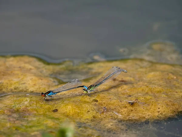 红眼蜻蜓 Erythromma Najas Pair Mating Flight Warwickshire August 2023 — 图库照片