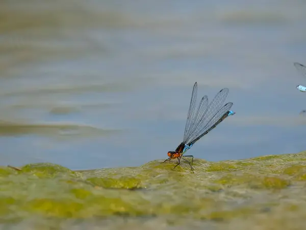 Red Eyed Damselfly Erythromma Najas Single Insect Flight Warwickshire August — Stock Photo, Image