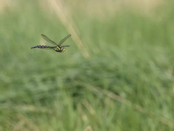 Südlicher Habicht Aeshna Cyanea Einzelnes Insekt Flug Warwickshire August 2023 — Stockfoto