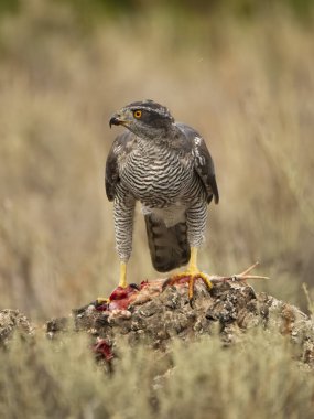 Avrasya ya da Kuzey Şahini, Accipiter Gentilis, bıldırcın üzerinde tek kuş, İspanya, Eylül 2023
