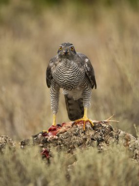Avrasya ya da Kuzey Şahini, Accipiter Gentilis, bıldırcın üzerinde tek kuş, İspanya, Eylül 2023