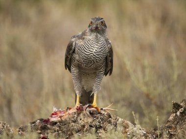 Avrasya ya da Kuzey Şahini, Accipiter Gentilis, bıldırcın üzerinde tek kuş, İspanya, Eylül 2023