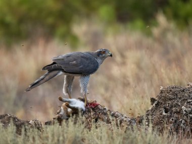 Avrasya ya da Kuzey Şahini, Accipiter Gentilis, tavşanlı bekar erkek, Eylül 2023