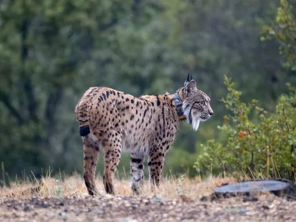 Ber Vaşağı Lynx Pardinus Radyo Tasmalı Bekar Kedi Spanya Eylül — Stok fotoğraf