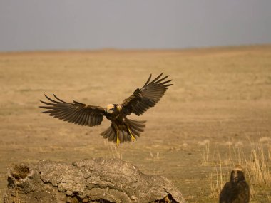 Marsh Harrier, Circus Aeruginosus, İspanya, Eylül 2023