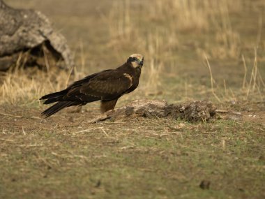 Marsh Harrier, Circus Aeruginosus, tek kadın, İspanya, Eylül 2023