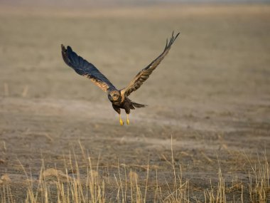 Marsh Harrier, Circus Aeruginosus, İspanya, Eylül 2023