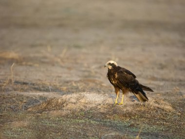 Marsh Harrier, Circus Aeruginosus, tek kadın, İspanya, Eylül 2023