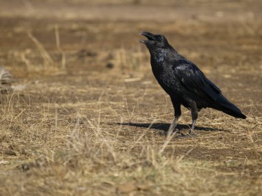 Kuzgun, Corvus Corax, karadaki tek kuş, İspanya, Eylül 2023