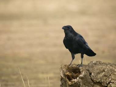 Raven, Corvus Corax, seyir defterindeki tek kuş, İspanya, Eylül 2023