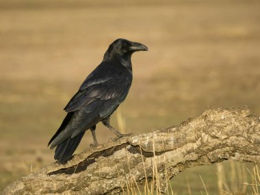 Raven, Corvus Corax, seyir defterindeki tek kuş, İspanya, Eylül 2023