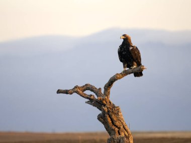 İspanyol İmparatorluk Kartalı, Aquila Adalberti, İspanya, Eylül 2023