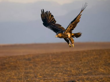 İspanyol İmparatorluk Kartalı Aquila Adalberti, İspanya, Eylül 2023