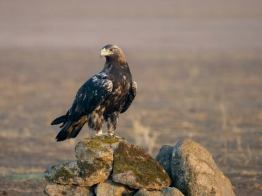 İspanyol İmparatorluk Kartalı, Aquila Adalberti, İspanya, Eylül 2023