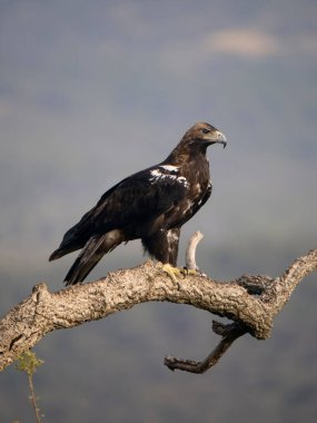 İspanyol İmparatorluk Kartalı, Aquila Adalberti, İspanya, Eylül 2023