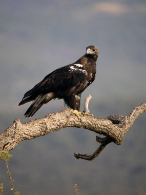 İspanyol İmparatorluk Kartalı, Aquila Adalberti, İspanya, Eylül 2023