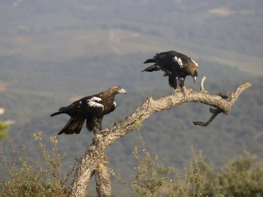 İspanyol İmparatorluk Kartalı, Aquila Adalberti, İspanya, Eylül 2023