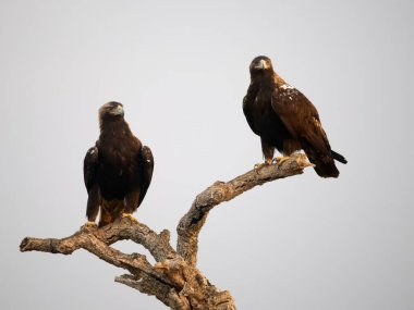 İspanyol İmparatorluk Kartalı Aquila Adalberti, İspanya, Eylül 2023 'te ağaçta iki kuş.