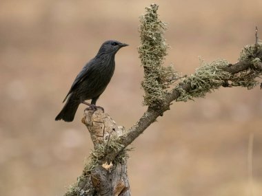 Beneksiz sığırcık, Sturnus unicolor, şubedeki tek kuş, İspanya, Eylül 2023