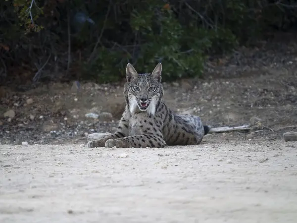Ιβηρικός Λύγκας Lynx Pardinus Ανύπαντρη Γάτα Στο Έδαφος Ισπανία Σεπτέμβριος — Φωτογραφία Αρχείου