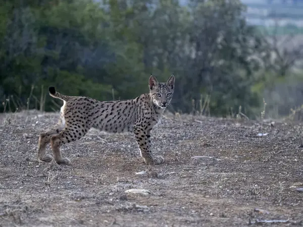Ιβηρικός Λύγκας Lynx Pardinus Ανύπαντρη Νεαρή Γάτα Στο Έδαφος Ισπανία — Φωτογραφία Αρχείου