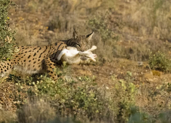 Iberain Lynx Lynx Pardinus Singelkatt Skog Med Kanin Spanien Septermber — Stockfoto