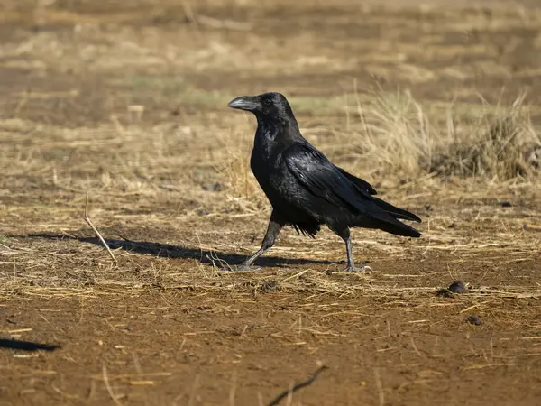 Raven Corvus Corax Single Bird Ground Spain September 2023 — Stock Photo, Image