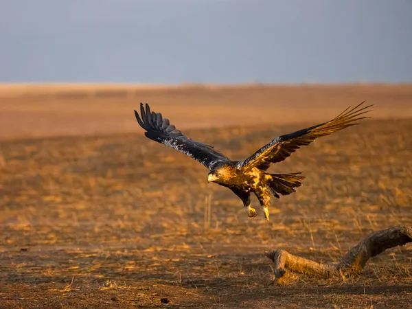 Испанский Имперский Орел Aquila Adalberti Одинокая Птица Полете Испания Сентябрь — стоковое фото