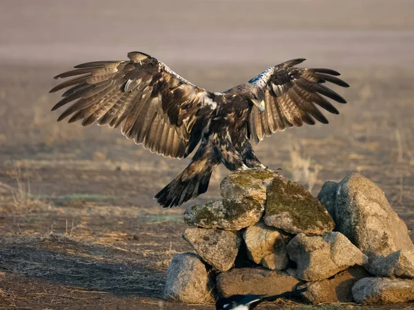 Испанский Имперский Орел Aquila Adalberti Одинокая Птица Полете Испания Сентябрь — стоковое фото