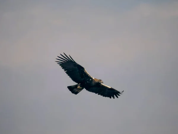 Spanish Imperial Eagle Aquila Adalberti Single Bird Flight Spain September — Stock Photo, Image