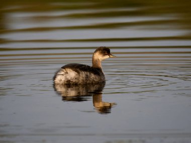 Siyah boyunlu yunus, Podiceps nigricollis, kış tüylü tek kuş, Worcestershire, Eylül 2023
