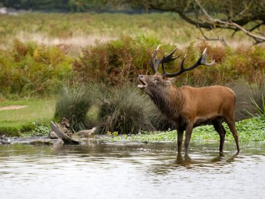 Kızıl geyik, Cervus Elaphus, suda tek bir geyik, Bushy Park, Londra, Ekim 2023