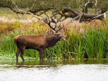 Kızıl geyik, Cervus Elaphus, suda tek bir geyik, Bushy Park, Londra, Ekim 2023