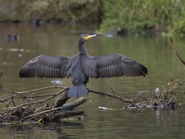 Büyük karabatak, Phalacrocorax karbonhidrat, tek kuş kanadı kurutma, Warwickshire, Ekim 2023