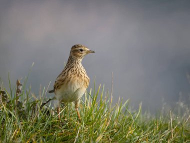Skylark, Alauda arvensis, otların üzerindeki tek kuş, Worcestershire, Ekim 2023
