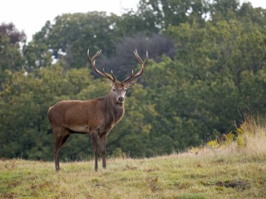 Kızıl geyik, Cervus elaphus, çimlerde tek geyik, Leicestershire, Ekim 2023
