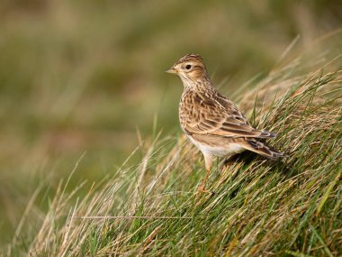 Skylark, Alauda arvensis, otların üzerindeki tek kuş, Worcestershire, Ekim 2023