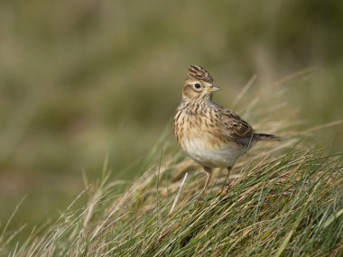 Skylark, Alauda arvensis, otların üzerindeki tek kuş, Worcestershire, Ekim 2023