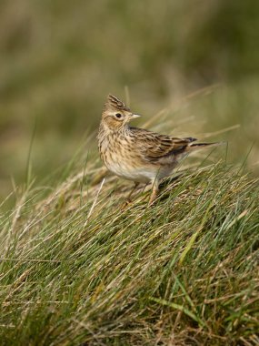 Skylark, Alauda arvensis, otların üzerindeki tek kuş, Worcestershire, Ekim 2023