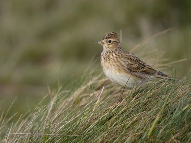 Skylark, Alauda arvensis, otların üzerindeki tek kuş, Worcestershire, Ekim 2023