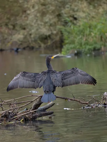 Büyük karabatak, Phalacrocorax karbonhidrat, tek kuş kanadı kurutma, Warwickshire, Ekim 2023