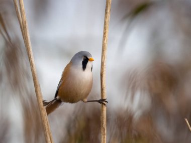 Bearded reedling or Bearded tit, Panurus biarmicus, single male on reeds, Lincolnshire, November 2023
