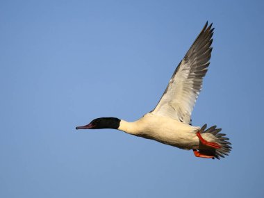 Goosander, Mergus merganser, tek erkek, Staffordshire, Kasım 2023