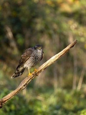 Atmaca, Accipiter nisus, daldaki tek kuş, Warwickshire, Kasım 2023