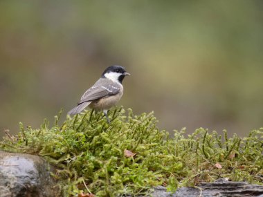 Coal tit, Periparus ater, single bird by water,Yorkshire, December 2023