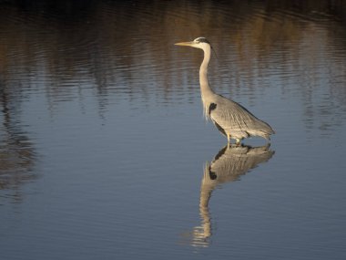 Gri balıkçıl, Ardea Cinerea, Sudaki tek kuş, Camargue, Fransa, Aralık 2023