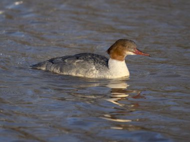 Goosander, Mergus merganser, su üstünde bekar kadın, Worcestershire, Ocak 2024