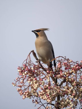 Waxwing, Bombycilla garrulus, dut üzerinde tek kuş, Batı Midlands, Ocak 2024